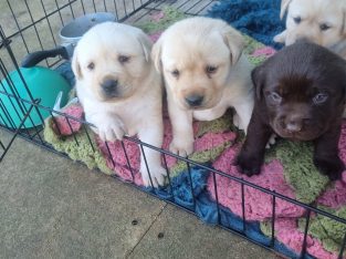 Labrador Retriever – Dunedoo