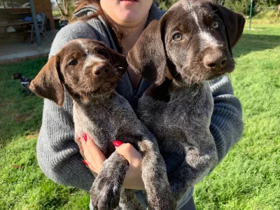 German Wirehaired Pointer – Point Cook