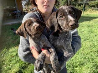 German Wirehaired Pointer – Point Cook