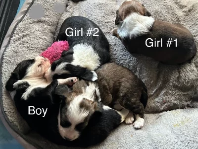 Border Collie – Parafield Gardens