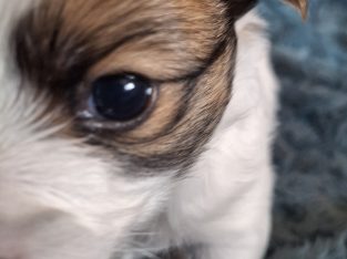 Papillon – Michelle