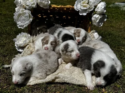 Border Collie – Mareeba