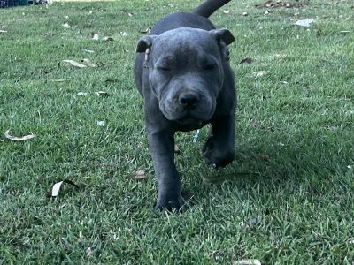 Staffordshire Bull Terrier – Jimboomba