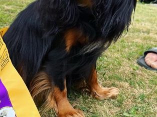 Cavalier King Charles Spaniel – Cranbourne