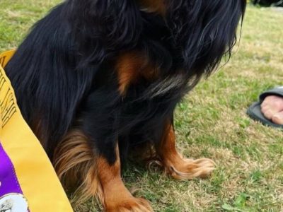 Cavalier King Charles Spaniel – Cranbourne
