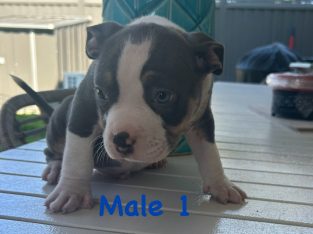 American Staffordshire Bull Terrier – Harrington Park