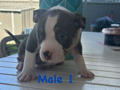 American Staffordshire Bull Terrier – Harrington Park