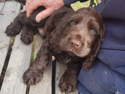 Cocker Spaniel – Horsham