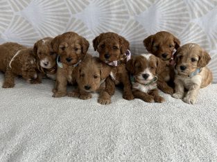 Cavoodle – Loganholme