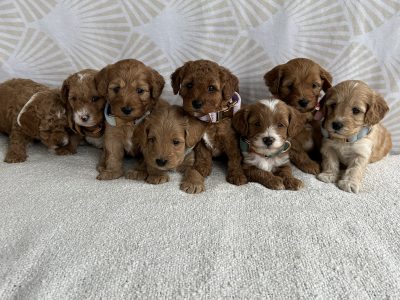 Cavoodle – Loganholme