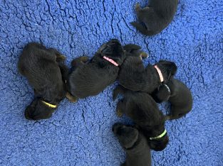 German Shepherd – Euroka