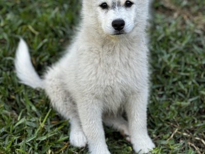 Pomsky – Labrador