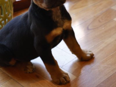 Australian Kelpie – Pymble