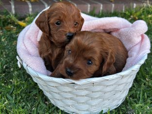 Cavoodle – Croydon Park