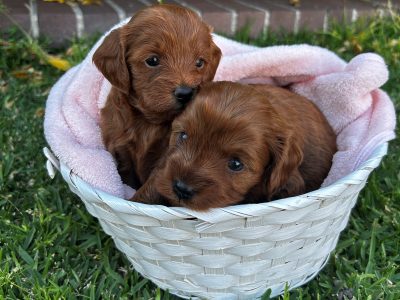 Cavoodle – Croydon Park