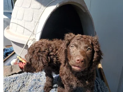 Murray Retriever – Bemboka