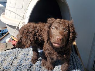 Murray Retriever – Bemboka