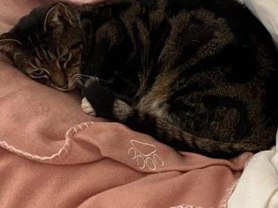 Domestic Short Hair (DSH) – Robina