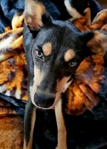 Australian Kelpie – Camillo