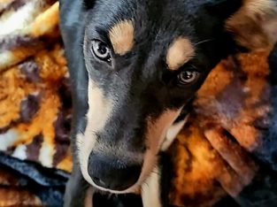 Australian Kelpie – Camillo