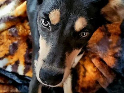 Australian Kelpie – Camillo