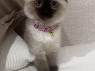 Ragdoll – Craigieburn