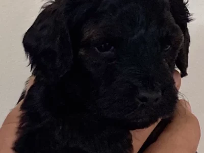 Schnoodle – Janette Heath