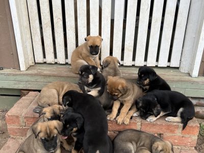 German Shepherd – Daisy Hill