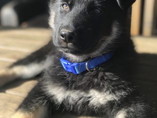 German Shepherd – Cape Woolamai