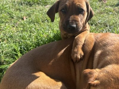 Dogs – Kobble Creek