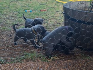 Staffordshire Bull Terrier – Toowoomba