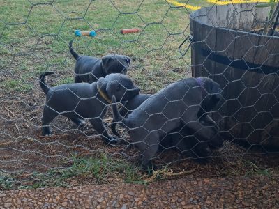 Staffordshire Bull Terrier – Toowoomba
