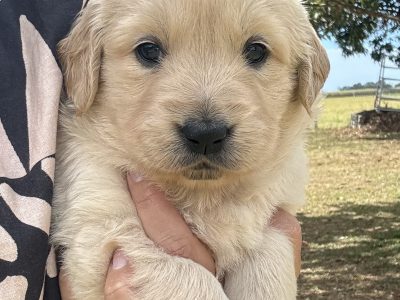 Golden Retriever – Mackay