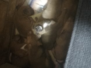 Staffordshire Bull Terrier – Caboolture