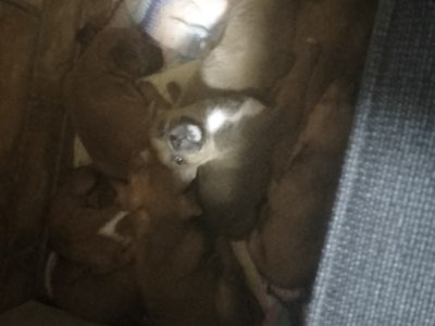 Staffordshire Bull Terrier – Caboolture