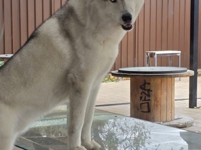 Husky – Condell Park