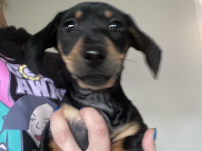 Dachshund – Colyton