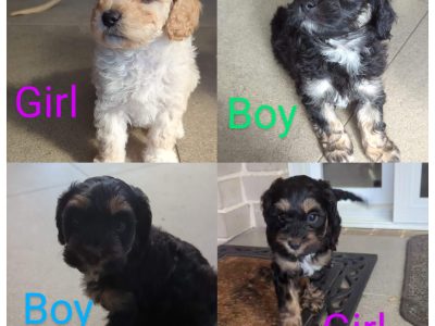 Cavoodle – Camden South