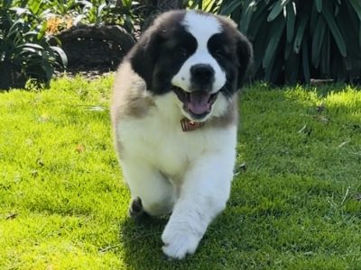 Saint Bernard – Bethanga