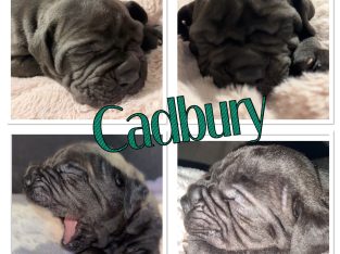 Neapolitan Mastiff – Tuggerah