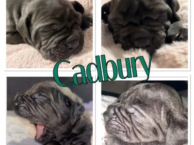 Neapolitan Mastiff – Tuggerah