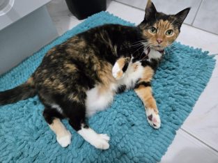 Domestic Short Hair (DSH) – Clayton South