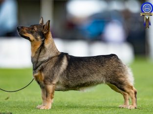 Swedish Vallhund – Perth