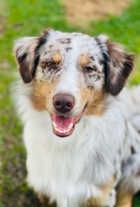Australian Shepherd – Henley Beach South