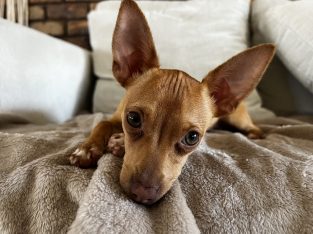 Chihuahua – Casuarina