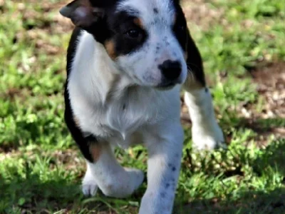 Other Dogs – Esperance