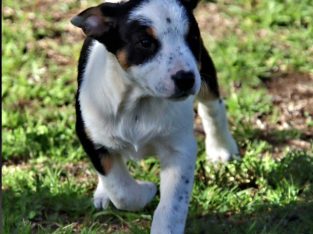 Other Dogs – Esperance