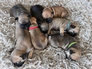 French Bulldog – Petrie