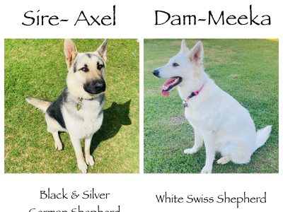 German Shepherd – Gowrie Junction