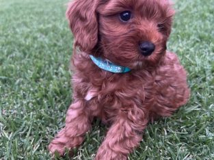 Cavoodle – Gawler